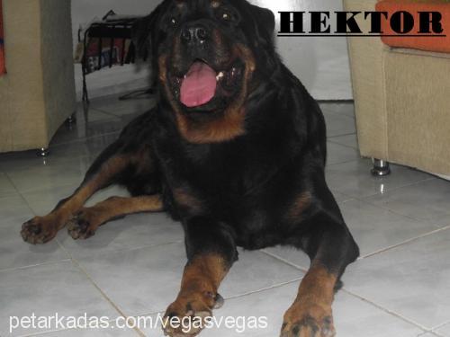 hektor Erkek Rottweiler