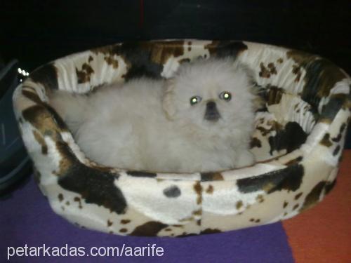 baytontiş Erkek Pekingese