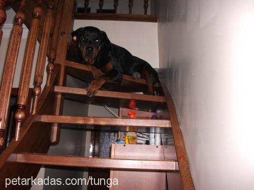 Çakıl Dişi Rottweiler