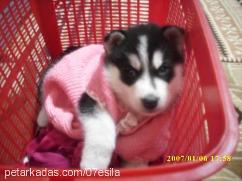 esİlaelya Dişi Alaskan Malamute