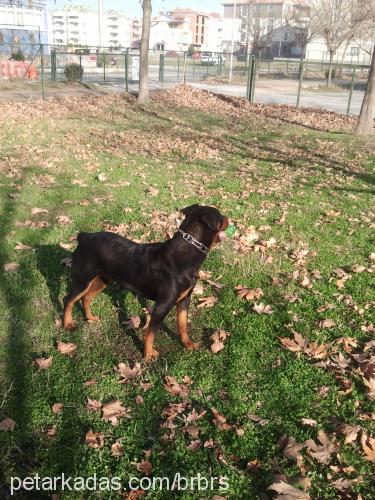 Şila Dişi Rottweiler