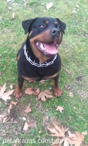 Şila Dişi Rottweiler