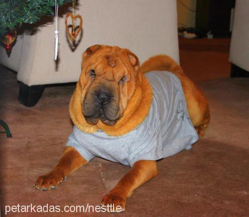 rowenta Erkek Çin Shar-Pei