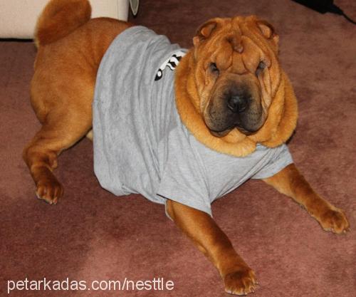 rowenta Erkek Çin Shar-Pei