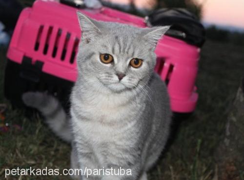 parisfiyona Dişi British Shorthair