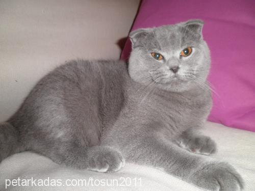 tosun Erkek Scottish Fold