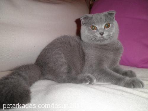 tosun Erkek Scottish Fold