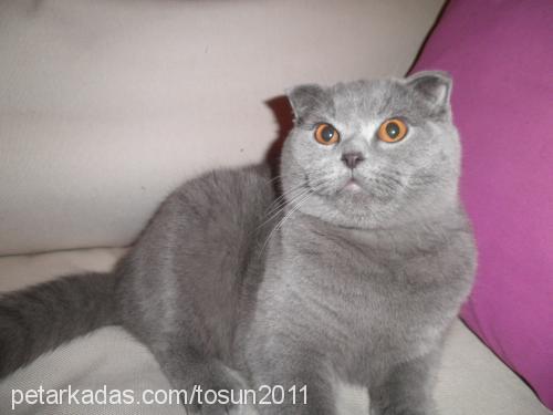 tosun Erkek Scottish Fold