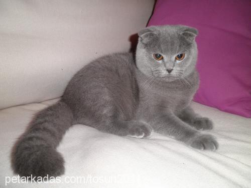 tosun Erkek Scottish Fold