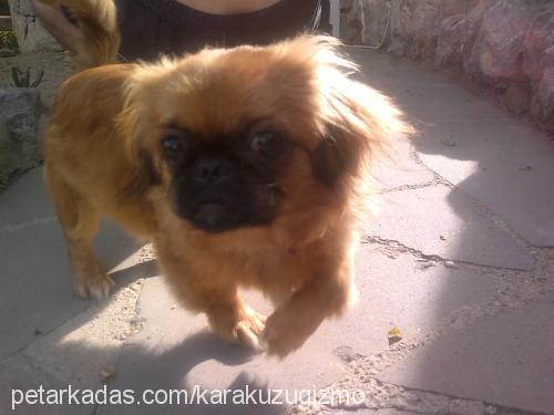 moly Dişi Pekingese