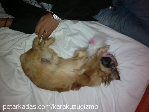 moly Dişi Pekingese