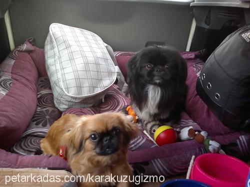 moly Dişi Pekingese