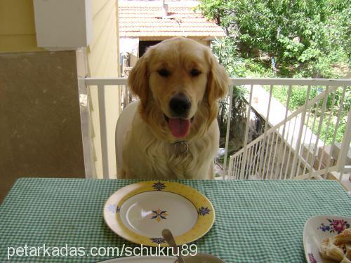 tarçın Erkek Golden Retriever