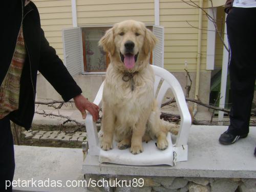 tarçın Erkek Golden Retriever