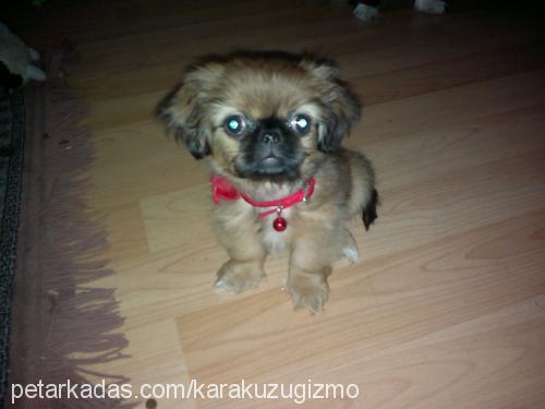 moly Dişi Pekingese