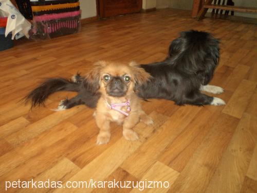 moly Dişi Pekingese