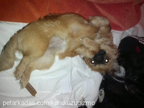 moly Dişi Pekingese