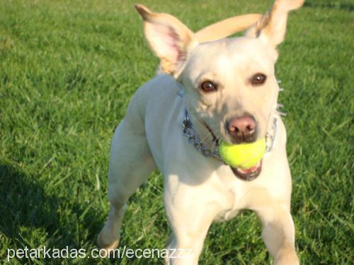 luci Dişi Labrador Retriever