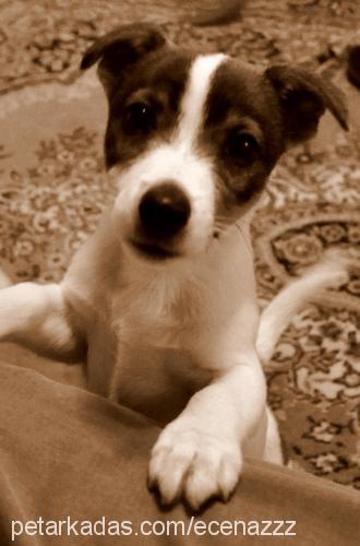 pan Erkek Jack Russell Terrier