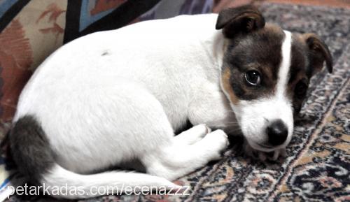 pan Erkek Jack Russell Terrier