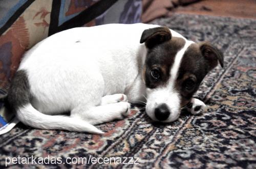 pan Erkek Jack Russell Terrier