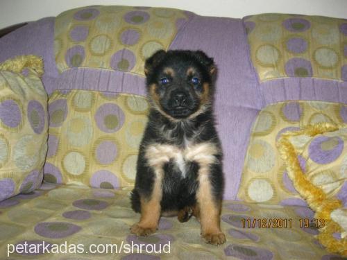 Çakıl Dişi Rottweiler