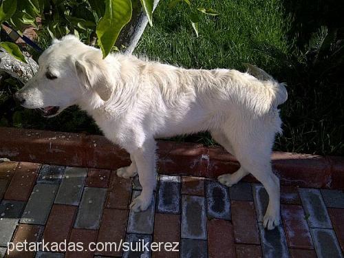 achill Erkek Golden Retriever