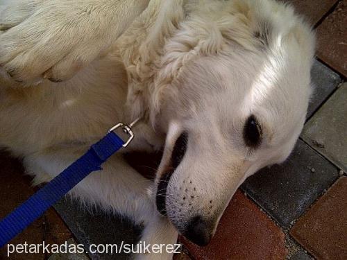 achill Erkek Golden Retriever