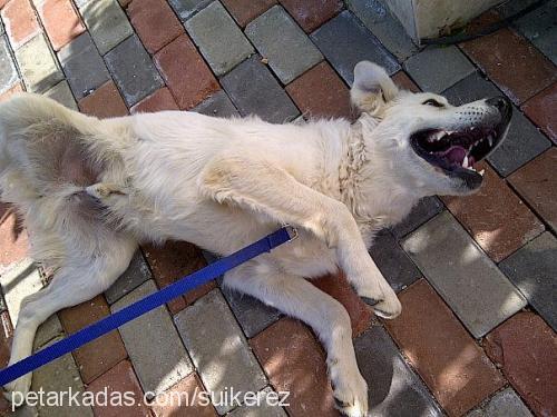 achill Erkek Golden Retriever