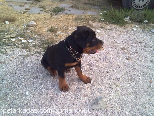 daisyhera Dişi Rottweiler