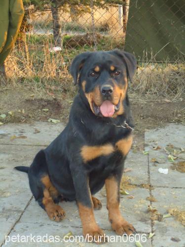 daisyhera Dişi Rottweiler