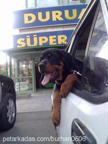 daisyhera Dişi Rottweiler