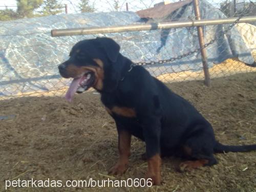 daisyhera Dişi Rottweiler