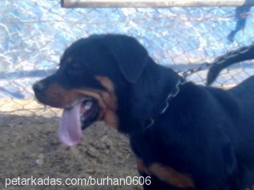 daisyhera Dişi Rottweiler