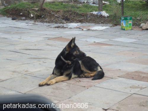 Çılgın Dişi Alman Çoban Köpeği