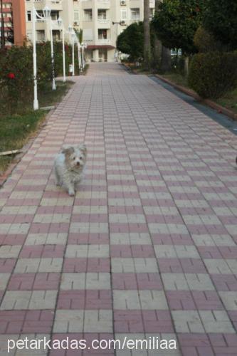 bulut Erkek West Highland White Terrier