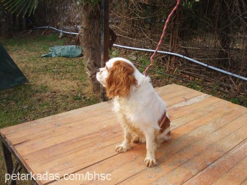 dante Erkek Cavalier King Charles Spanieli