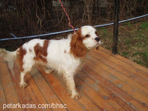 dante Erkek Cavalier King Charles Spanieli