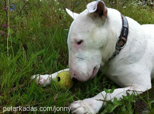 jonny Erkek Bull Terrier