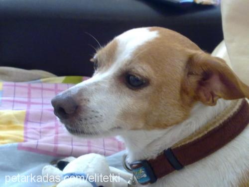 mesi Erkek Jack Russell Terrier