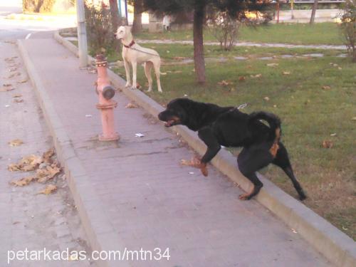 raşha Dişi Rottweiler