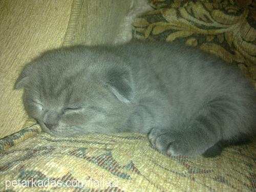 gümüş Dişi Scottish Fold