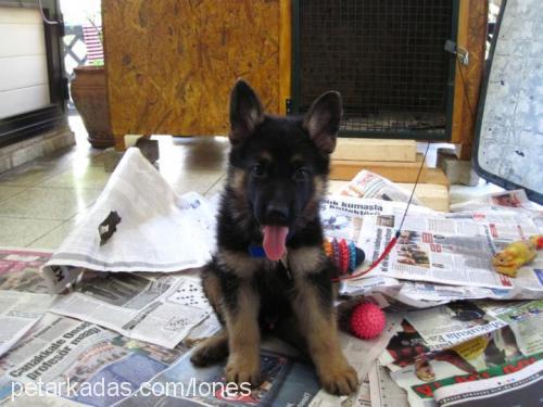 baronvonkayhan Erkek Alman Çoban Köpeği