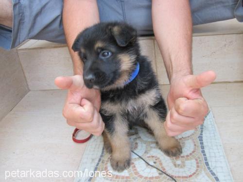 baronvonkayhan Erkek Alman Çoban Köpeği