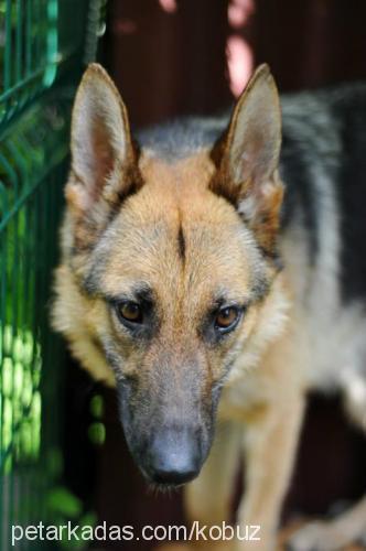 kb Dişi Alman Çoban Köpeği