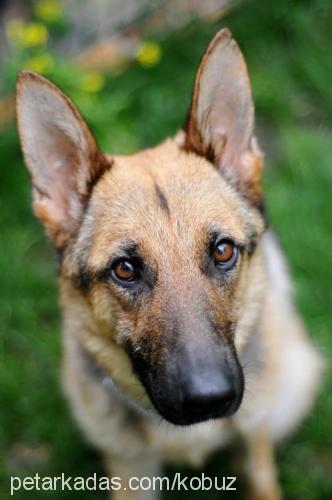 kb Dişi Alman Çoban Köpeği