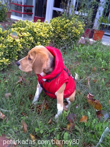 barney Erkek Beagle