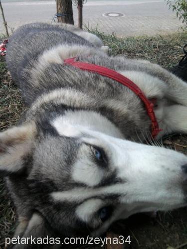 tarçın Dişi Sibirya Kurdu (Husky)