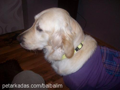 balim Dişi Golden Retriever