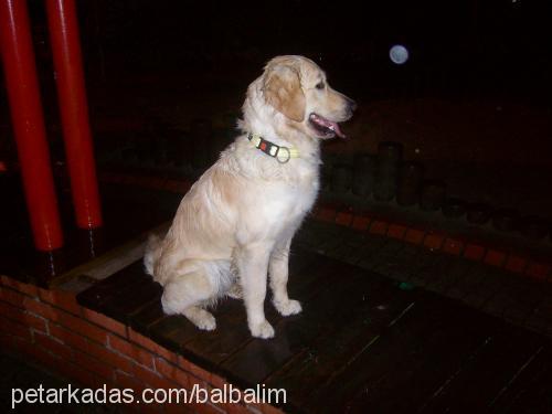 balim Dişi Golden Retriever